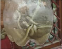 Muzaffarnagar News: जब पॉश कॉलोनी के मकान से निकले 60 सांप, संपेरे को बुलाने की आ गई नौबत