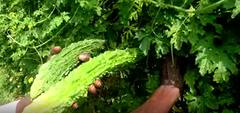 Benefits Of Vegetables Cultivation: ప్రత్యామ్నాయ పంటలతో లాభాలు అర్జిస్తున్న నెల్లూరు జిల్లా రైతు