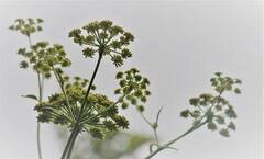 Ajwain Benefits: પાચન, સ્થૂળતા જેવી આ 6 સમસ્યાઓ દૂર કરી શકે છે અજમા, જાણો તેને ખાવાની સાચી રીત