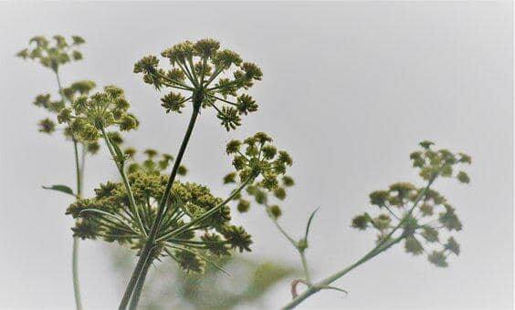 તમે અજમાનું સેવન ઘણી રીતે કરી શકો છો, જેમ કે ખોરાકના વઘાર કરવા માટે, અજમાનું પાણી, અજમાના ટુકડા વગેરે. (ફોટો - પિક્સાબી)