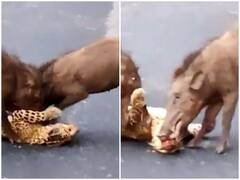 Watch: सड़क हादसे में मारे गए तेंदुए पर जंगली सूअरों ने किया हमला, पर्यटकों ने रिकॉर्ड किया वीडियो