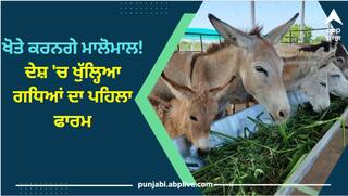 ਖੋਤੇ ਕਰਨਗੇ ਮਾਲੋਮਾਲ! ਦੇਸ਼ 'ਚ ਖੁੱਲ੍ਹਿਆ ਗਧਿਆਂ ਦਾ ਪਹਿਲਾ ਫਾਰਮ, 7000 ਰੁਪਏ ਪ੍ਰਤੀ ਲੀਟਰ ਵਿਕ ਰਿਹਾ ਦੁੱਧ