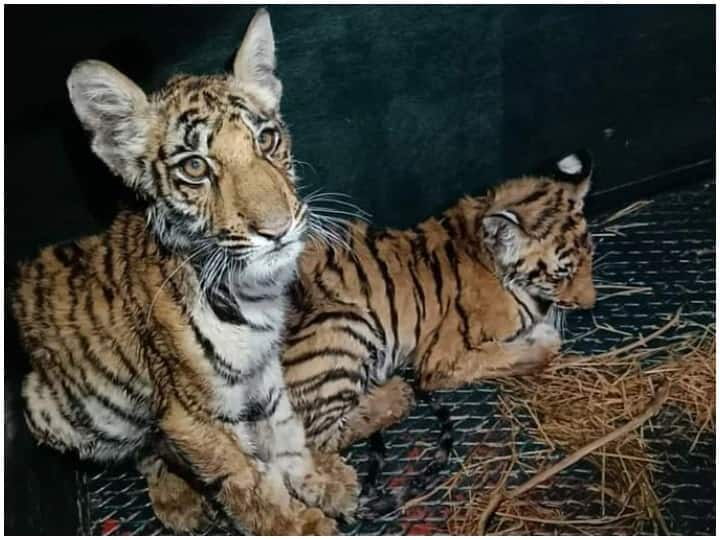 two tiger cubs Rescued injured by stone pelting by villagers in Seoni Madhya Pradesh MP News: ग्रामीणों के हमले में घायल 2 बाघ शावकों को किया गया रेस्क्यू, भेजा गया पशु अस्पताल  