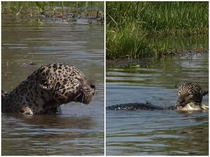 Leopard sitting in ambush hunted crocodile Watch: घात लगाकर बैठे तेंदुए ने किया मगरमच्छ का शिकार, दिल-दहला देगा वीडियो