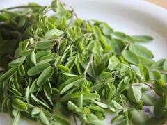 Moringa Leaves Benefits: मोटापा, डायबिटीज, कोलेस्ट्रॉल जैसी बीमारियों को कंट्रोल कर सकती है सहजन की पत्तियां