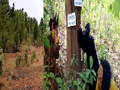 In Pics: हसदेव जंगल को बचाने के लिए शेर, भालू और हिरण ने किया प्रदर्शन