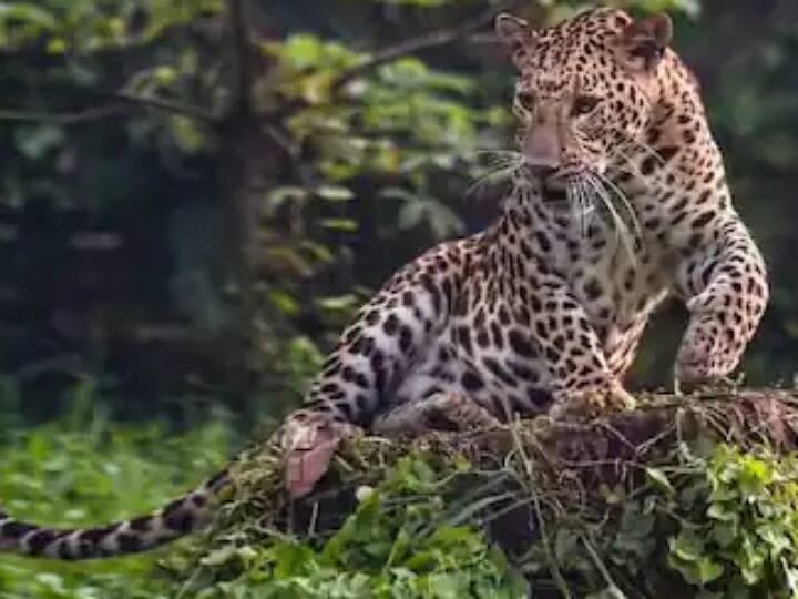 Rajasthan Increase of 43 percent in the number of leopards in Jhalna, Amagarh Leopard Reserve Rajasthan News: झालना, अमागढ़ लेपर्ड रिजर्व में तेंदुओं की संख्या में हुई 43 फीसदी की बढ़ोतरी, जानें पूरे आंकड़े