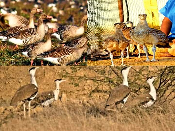 Rajasthan News: लंबे अर्से बाद रेगिस्तानी क्षेत्र में दिखे 42 गोडावण, राजस्थान का है राज्य पक्षी Rajasthan 42 Godavans counted first time by water hall method in desert area ANN Rajasthan News: लंबे अर्से बाद रेगिस्तानी क्षेत्र में दिखे 42 गोडावण, राजस्थान का है राज्य पक्षी