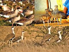 Rajasthan News: लंबे अर्से बाद रेगिस्तानी क्षेत्र में दिखे 42 गोडावण, राजस्थान का है राज्य पक्षी