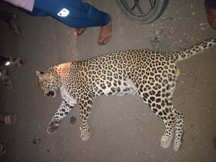 maharashtra news leopard-crossing-the-road-was-killed-in-an-unidentified-vehicle in nashik Nashik Leopard Death : रस्ता ओलांडणाऱ्या बिबट्याला भरधाव वाहनाने चिरडले, मुंबई-आग्रा महामार्गावरील घटना