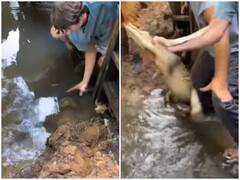 Watch: नंगे हाथों से मगरमच्छ के बच्चे को पकड़ नदी से बाहर खींचा, रोंगटे खड़े कर देगा वीडियो!