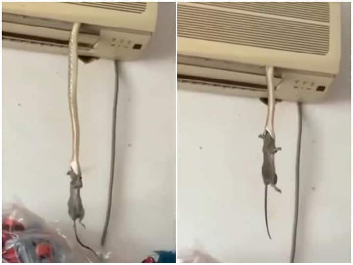 Watch: गर्मी से निजात पाने के लिए सांप ने AC को बनाया अपना ठिकाना, वीडियो देख उड़ जाएंगे होश To get rid of heat snake made the AC its abode video viral Watch: गर्मी से निजात पाने के लिए सांप ने AC को बनाया अपना ठिकाना, वीडियो देख उड़ जाएंगे होश