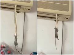 Watch: गर्मी से निजात पाने के लिए सांप ने AC को बनाया अपना ठिकाना, वीडियो देख उड़ जाएंगे होश