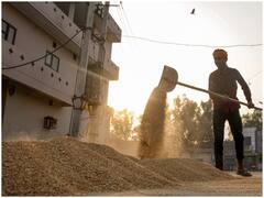 Wheat Production: गेहूं उत्पादन में पिछले साल के मुकाबले इस साल रहेगी कमी, जानिए सरकार के आंकड़े