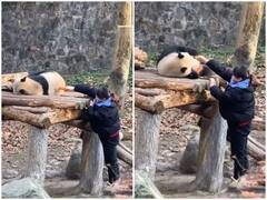 Watch: गहरी नींद में सो रहे पांडा को नाश्ते के लिए उठाया, दिल जीत रहा वीडियो