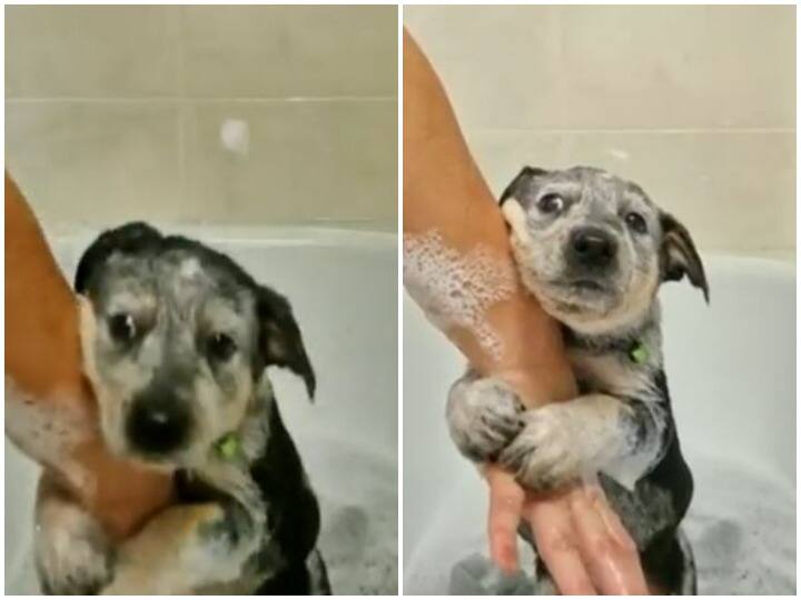 Watch: पहली बार नहाते समय पिल्ले ने दिए दिल-पिघलाने वाले रिएक्शन, वीडियो वायरल Puppy heart-melting reaction while taking a bath for first time Watch: पहली बार नहाते समय पिल्ले ने दिए दिल-पिघलाने वाले रिएक्शन, वीडियो वायरल