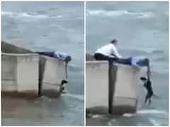 Watch: जान जोखिम में डाल शख्स ने उफनती नदी से बचाई कुत्ते की जान, दिल जीत लेगा वीडियो