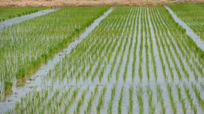 Paddy prices hiked by Rs 100, government announces MSP for 14 crops ਵੱਡੀ ਖ਼ਬਰ: ਝੋਨੇ ਦਾ ਭਾਅ 100 ਰੁਪਏ ਵਧਾਇਆ, ਸਰਕਾਰ ਵੱਲੋਂ 14 ਫ਼ਸਲਾਂ ਦੀ MSP ਦਾ ਐਲਾਨ