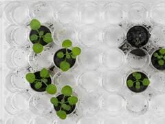 Moon sand: చంద్రుని మట్టిలో ఆకుకూరల పెంపకం, భవిష్యత్తులో అక్కడ కూడా పంటలు పండిస్తామా?