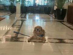 Delhi-NCR News: जब नोएडा के एक परिवार ने ताज होटल में मनाया अपने डॉग का जन्मदिन, देखते रह गए सभी लोग