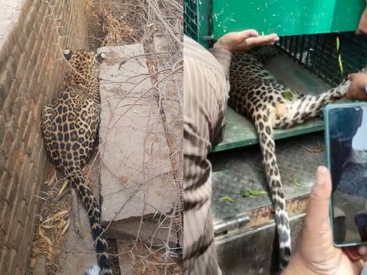 Pali hungry and thirsty leopard entered in residential area injured seven people was caught by rescue team ANN Pali News: पाली के रहवासी इलाके में घुसा भूखा-प्यासा तेंदुआ, सात लोगों को किया घायल, रेस्क्यू टीम ने पकड़ा