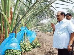 एकनाथ खडसेंची 'खजूराची शेती', पाहा फोटो