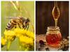 World Bee Day 2022: వేల తేనెటీగల కష్టమే మనం తాగే స్పూను తేనె, నేడు తేనెటీగల దినోత్సవం