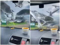 Watch: शख्स ने सीगल के साथ किया प्रैंक, सोशल मीडिया पर फूटा यूजर्स का गुस्सा