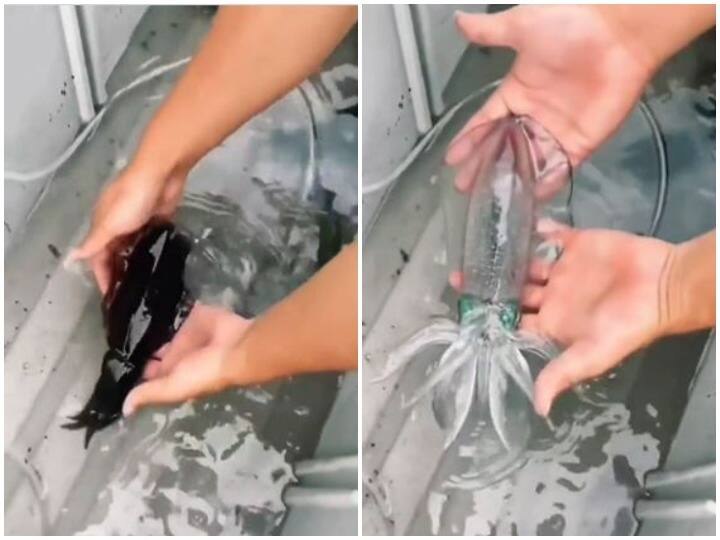 Squid became transparent as soon as it came out of water to save itself Watch: खुद को बचाने का स्कविड ने ढुंढा नायाब तरीका, पानी के बाहर आते ही हो गई ट्रांसपेरेंट