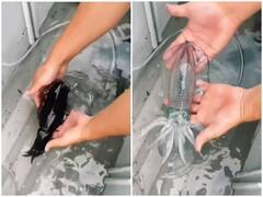 Watch: खुद को बचाने का स्कविड ने ढुंढा नायाब तरीका, पानी के बाहर आते ही हो गई ट्रांसपेरेंट