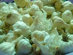 Rajasthan News: फंगस लगने के कारण लहसुन के भाव में आई 60% गिरावट, किसान बोले- हो रहा भारी नुकसान