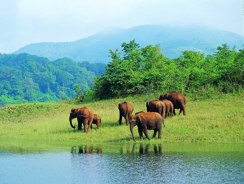 முதுமலை தேசிய பூங்கா, தமிழ்நாடு
