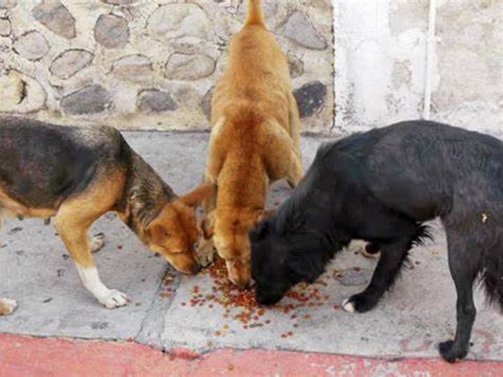 Supreme Court paves way for feeding stray dogs in colonies 