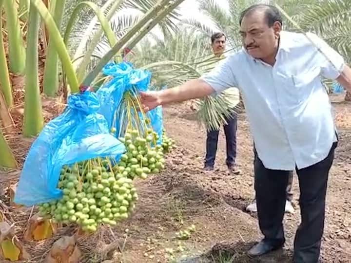 NCP Leader Eknath Khadse Earnings millions in Date palm farming Jalgaon Maharashtra Marathi News नाथाभाऊंची 'खजूराची शेती'; कमी भांडवलातून लाखोंचं उत्पन्न मिळवण्याचा अनोखा प्रयोग