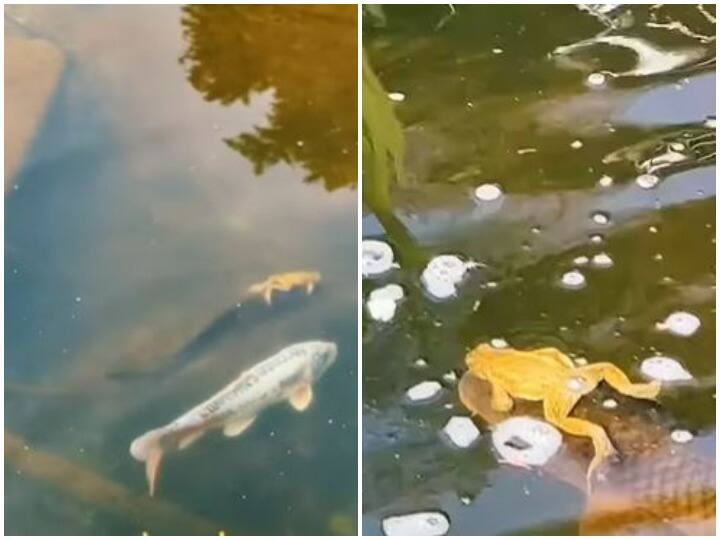 Sitting on back of fish the frog rides in the pond Watch: मछली की पीठ पर बैठ मेढक ने की सवारी, वायरल हुआ दोनों की दोस्ती का वीडियो