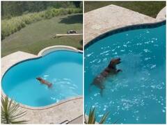 Watch: स्विमिंग पूल में अजीबोगरीब ढंग से तैरता नजर आया डॉगी, हैरत में डाल देगा वीडियो