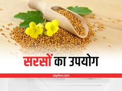 Mustard Seeds: सरसों के दानें हैं बहुत लाभकारी, कई बीमारियों से बचाव की आसान दवा