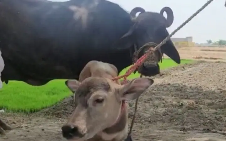 Viral Video: buffalo gave birth to calf of cow Akhilesh says here is also scam ਮੱਝ ਨੇ ਦਿੱਤਾ ਵੱਛੇ ਨੂੰ ਜਨਮ, ਸਿਆਸਤਦਾਨ ਵੀ ਹੈਰਾਨ, ਅਖੀਲੇਸ਼ ਬੋਲੇ, ਇੱਥੇ ਵੀ ਘਪਲਾ