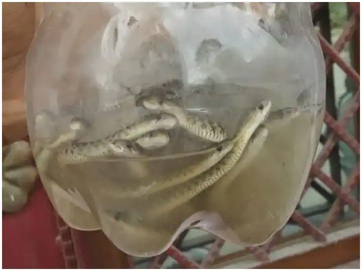 Trending News: ਇੱਕ ਘਰ 'ਚੋਂ ਮਿਲੇ 60 ਤੋਂ ਵੱਧ ਸੱਪਾਂ ਦੇ ਬੱਚੇ, ਇਲਾਕੇ 'ਚ ਦਹਿਸ਼ਤ ਦਾ ਮਾਹੌਲ Trending News: More than 60 snakes found in house Trending News: ਇੱਕ ਘਰ 'ਚੋਂ ਮਿਲੇ 60 ਤੋਂ ਵੱਧ ਸੱਪਾਂ ਦੇ ਬੱਚੇ, ਇਲਾਕੇ 'ਚ ਦਹਿਸ਼ਤ ਦਾ ਮਾਹੌਲ