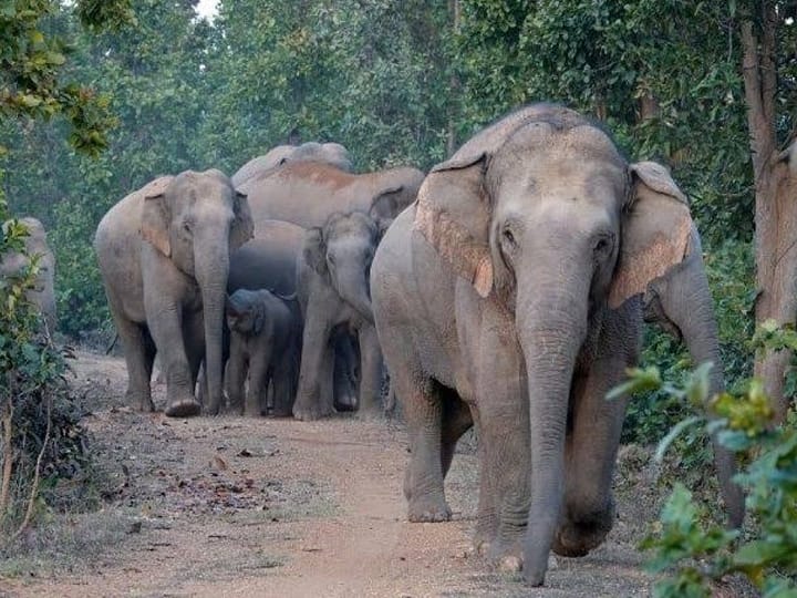 Elephant Tramples Odisha Woman To Death என்ன பகையோ? பெண்ணை மிதித்துக்கொன்றுவிட்டு மீண்டும் உடலைத் தேடி வந்து மிதித்த யானை! ஷாக் சம்பவம்