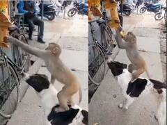 Viral Video : 'ये दोस्ती हम नहीं तोडेंगे...' कुत्र्याच्या आणि माकडाच्या मैत्रीनं जिंकली नेटकऱ्यांची मनं