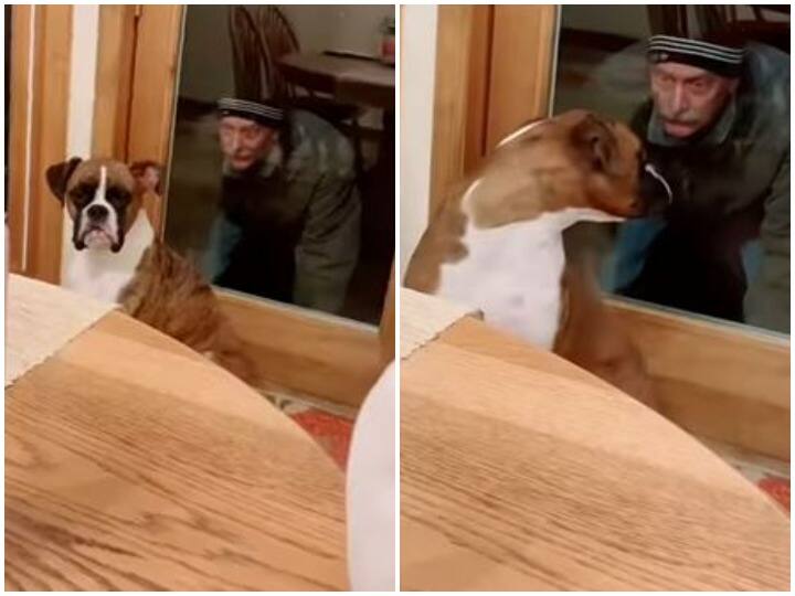 The dog scared of the owner scary prank  Watch: मालिक ने अपने पालतू डॉगी के साथ किया डरावना प्रैंक, निकल गई पड़ी कुत्ते की चीख, देखें वीडियो