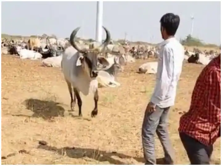 Watch: ਜਦੋਂ ਆਪਣੇ ਮਾਲਕ ਨੂੰ ਬਚਾਉਣ ਲਈ ਦੌੜ ਪਈ ਗਾਂ , ਵੀਡੀਓ ਤੇਜ਼ੀ ਨਾਲ ਹੋ ਰਿਹਾ ਵਾਇਰਲ Viral Video: When the cow ran for the owner video going viral Watch: ਜਦੋਂ ਆਪਣੇ ਮਾਲਕ ਨੂੰ ਬਚਾਉਣ ਲਈ ਦੌੜ ਪਈ ਗਾਂ , ਵੀਡੀਓ ਤੇਜ਼ੀ ਨਾਲ ਹੋ ਰਿਹਾ ਵਾਇਰਲ