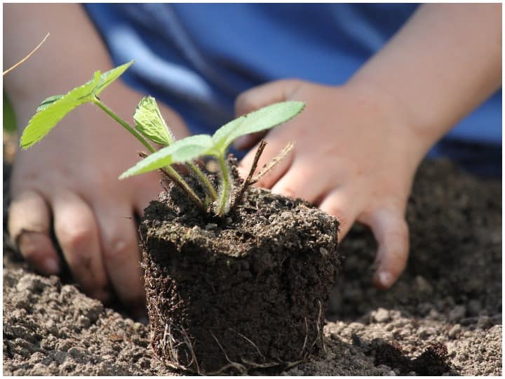 stem Planting extremely important to be careful when planting the stem Stem Planting: जब किसी पेड़ की टहनी से पौधा उगाएं तो ये काम ज़रूर करें, वर्ना अच्छे से नहीं उगेगा पौधा