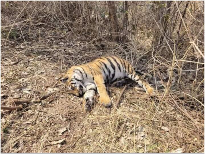 MP News: बाघों की सुरक्षा को लेकर गंभीर नहीं है सरकार, टाइगर प्रोटेक्शन फोर्स बनाने की फाइल आलमारी में कैद, अब तक मारे जा चुके हैं इतने बाघ MP News Government is not serious about formation of Tiger Protection Force ANN MP News: बाघों की सुरक्षा को लेकर गंभीर नहीं है सरकार, टाइगर प्रोटेक्शन फोर्स बनाने की फाइल आलमारी में कैद, अब तक मारे जा चुके हैं इतने बाघ