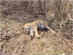 MP News: बाघों की सुरक्षा को लेकर गंभीर नहीं है सरकार, टाइगर प्रोटेक्शन फोर्स बनाने की फाइल आलमारी में कैद, अब तक मारे जा चुके हैं इतने बाघ