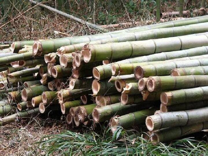 The government lifted the export ban on bamboo charcoal to make the bamboo industry more profitable Bamboo Export : बांबू उद्योगाला अधिकाधिक नफा व्हावा यासाठी सरकारने बांबू कोळशावरील निर्यात बंदी उठवली