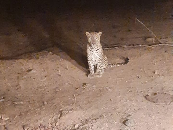 Leopard, bears increase in Udaipur forests, peacock numbers decrease ann Udaipur News: उदयपुर के जंगलों से वन्यजीवों को लेकर आई अच्छी खबर, लेपर्ड, भालू की संख्या में हुई बढ़ोतरी