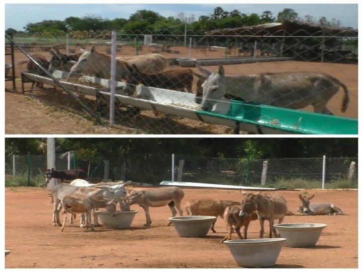 ஆம் கழுதை வளர்ப்பிலும் சாதித்து காட்டலாம்; முன்னுதாரணமாக விளங்கும் நெல்லை பட்டதாரி இளைஞர்