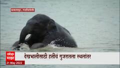 Gadchiroli हत्तींसाठी सर्वपक्षीय आंदोलन, देखभालीसाठी गुजरातला स्थलांतर : ABP Majha